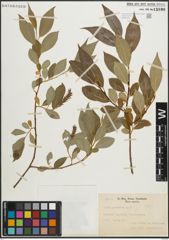 Foto von Salix pentandra L.